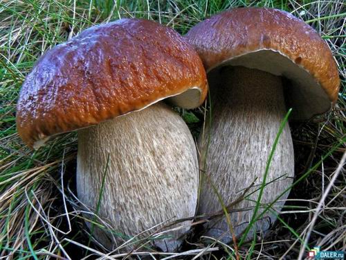 Какие мифы связаны с грибами?