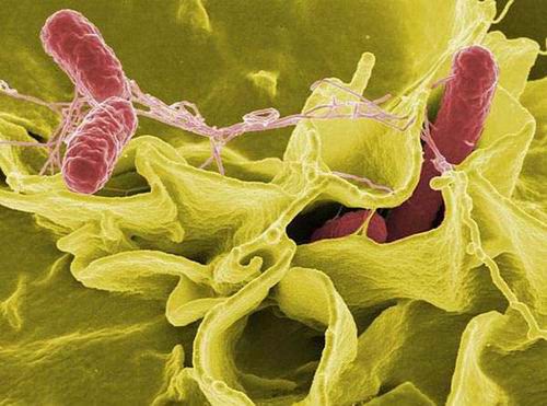 Десятка интересных фактов о мире бактерий