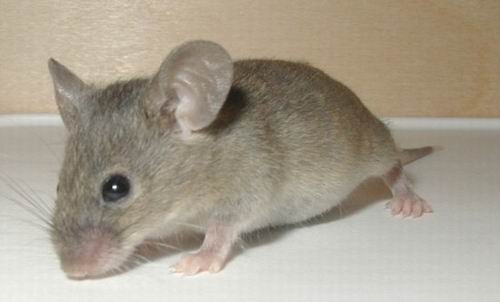 Японские генетики создали чирикающую мышь