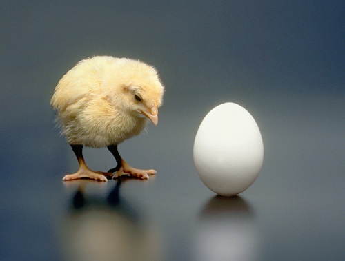 Британские учёные решили вопрос о яйце и курице