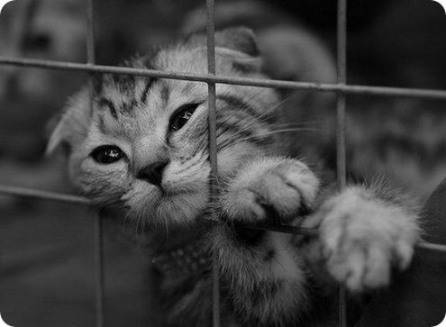 Животные-уголовники