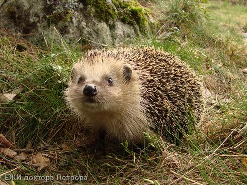 Интересное про ежиков