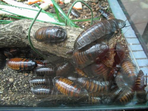 Зачем не дышат тараканы: Как пережить потепление