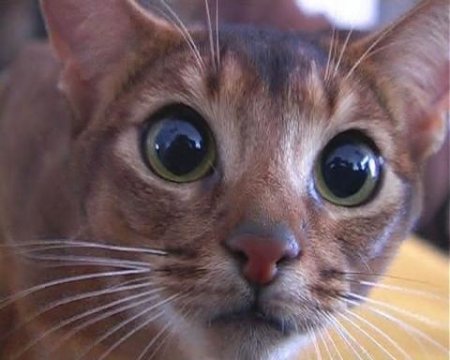 Самые страшные факты о кошках