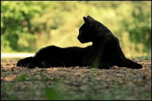 Цитаты и афоризмы о кошках