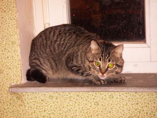 Отчего кошки любят валерьянку