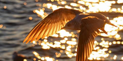 Как перелетная птица понимает, куда ей нужно лететь?