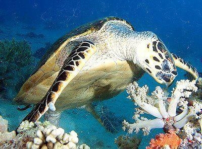 Интересные факты о животных