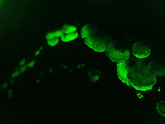 Удивительное свечение древесины — это «фоксфаер»