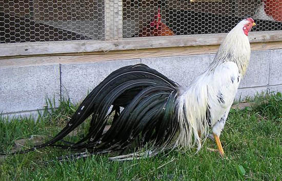 Самое длиннохвостое существо на Земле — это курица