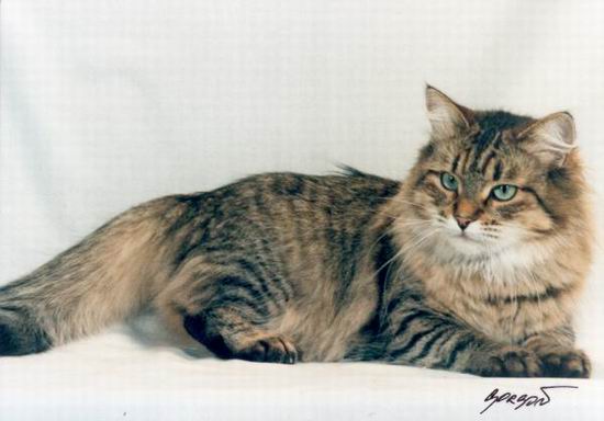 Домашние кошки: приобрели или потеряли?