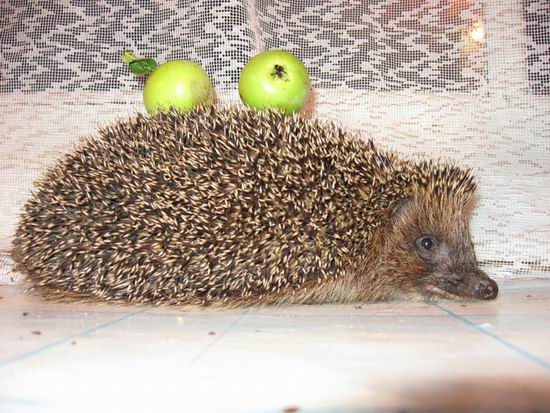 Запасливый ёжик