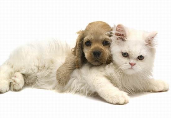 Факты о животных