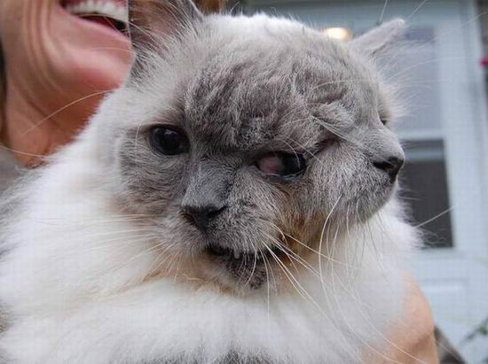 У кота по кличке Фрэнк и Луи две морды