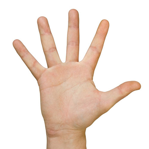 Почему у человека пять пальцев?