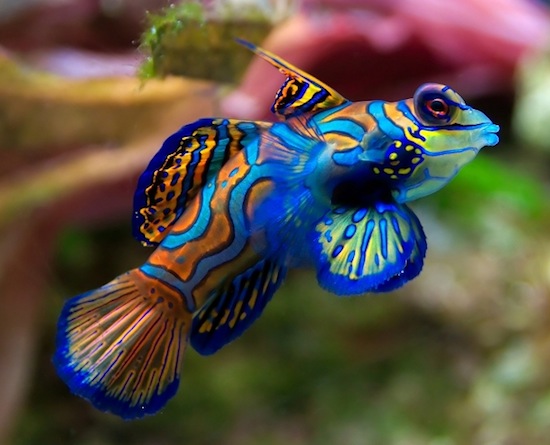 Мандаринка «психоделическая рыба» — самая разноцветная рыбка в мире