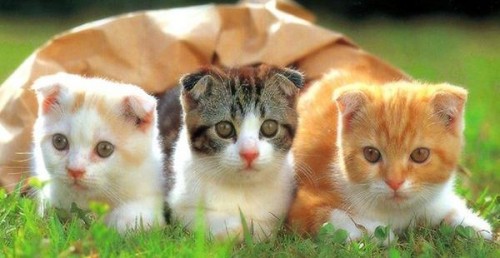 Почему люди любят кошек?