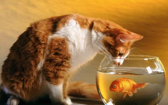 Почему кошек нельзя кормить рыбой?