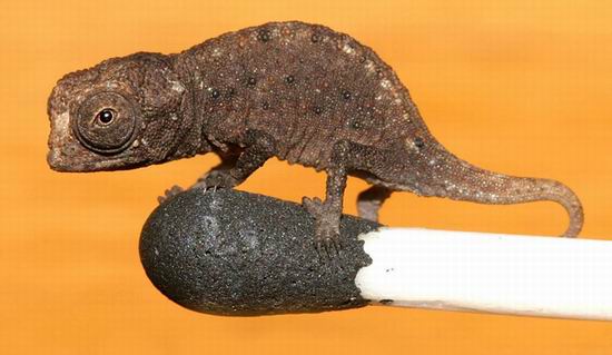 Самый маленький хамелеон в мире имеет длину 3 см