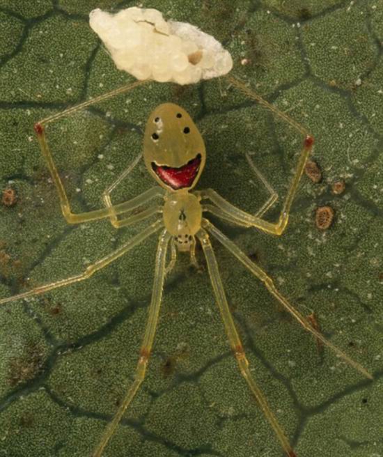 В природе существует улыбающийся паук