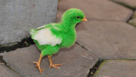 Крашеные живые цыплята — хит Пасхи 2012 Крашеные живые цыплята — хит Пасхи 2012