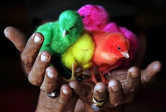 Крашеные живые цыплята — хит Пасхи 2012 Крашеные живые цыплята — хит Пасхи 2012