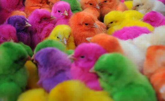 Крашеные живые цыплята — хит Пасхи 2012 Крашеные живые цыплята — хит Пасхи 2012