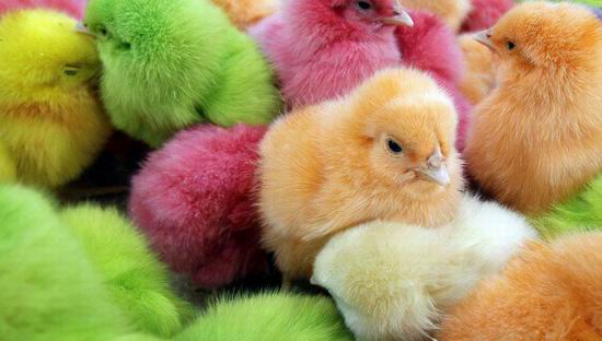 Крашеные живые цыплята — хит Пасхи 2012 Крашеные живые цыплята — хит Пасхи 2012