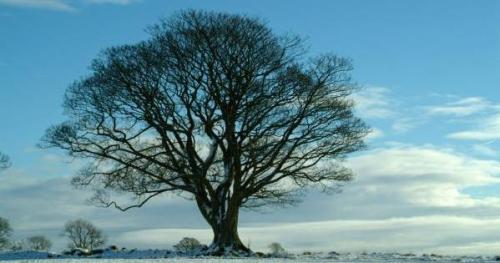 Почему деревья сбрасывают листья на зиму?