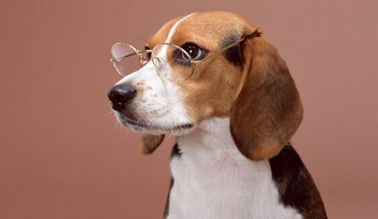 Что происходит в голове у вашей собаки?