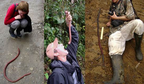 В Австралии существует гигантский дождевой червь