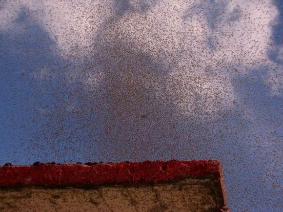 Нашествие комаров на деревню в Беларуси Нашествие комаров на деревню в Беларуси