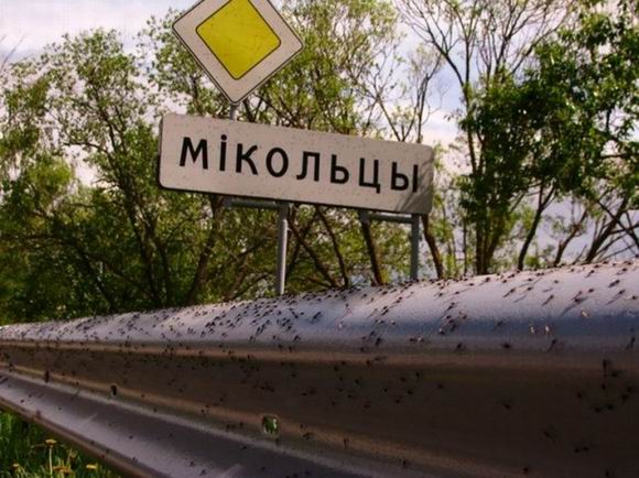 Нашествие комаров на деревню в Беларуси Нашествие комаров на деревню в Беларуси