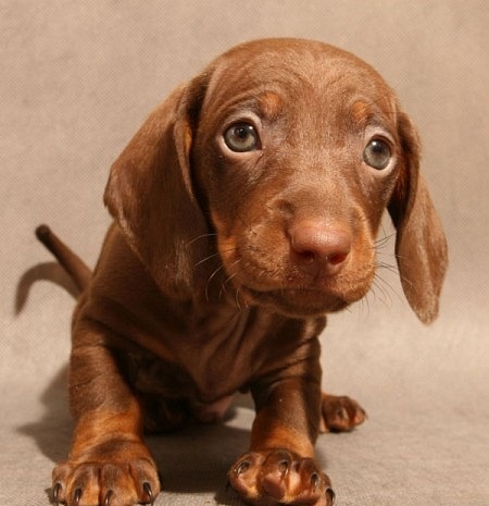 10 обманчиво безобидных пород собак 10 обманчиво безобидных пород собак