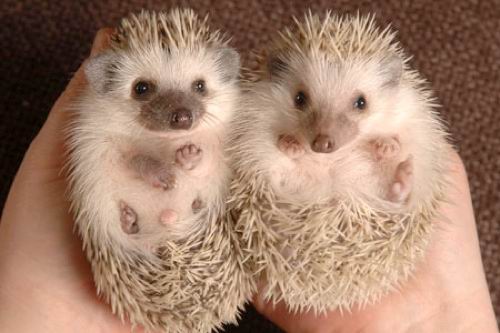 10 самых милых животных 10 самых милых животных