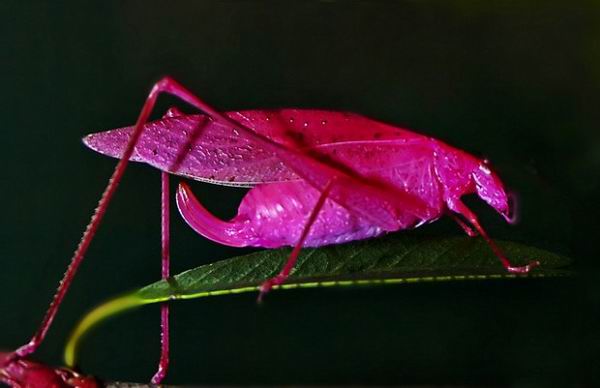 В природе существует экзотический розовый кузнечик