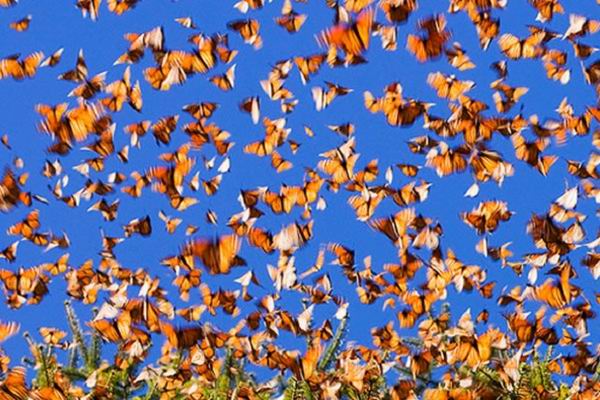 Топ 10 зрелищных явлений природы Топ 10 зрелищных явлений природы