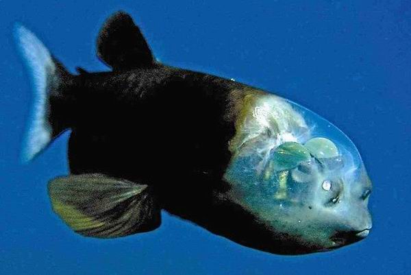 Удивительная прозрачноголовая рыба