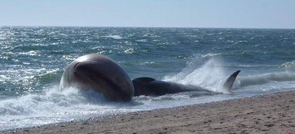Почему киты и дельфины выбрасываются на берег?