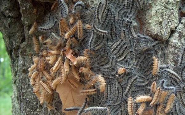 8 животных, которые угрожают наводнить всю планету 8 животных, которые угрожают наводнить всю планету