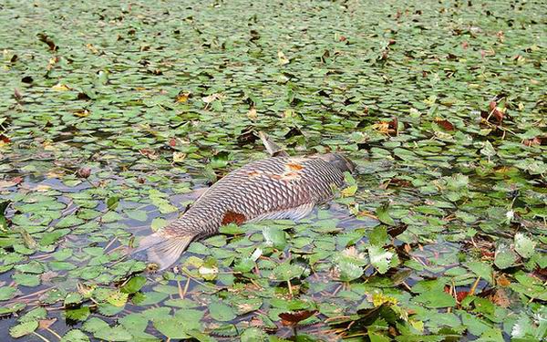 8 животных, которые угрожают наводнить всю планету 8 животных, которые угрожают наводнить всю планету