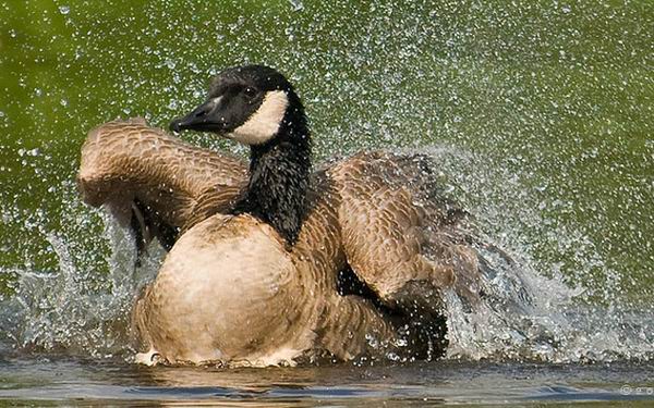 8 животных, которые угрожают наводнить всю планету 8 животных, которые угрожают наводнить всю планету
