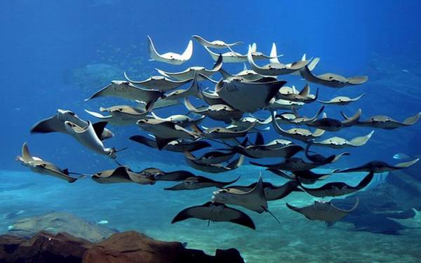 8 животных, которые угрожают наводнить всю планету 8 животных, которые угрожают наводнить всю планету