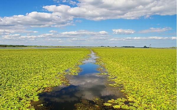 8 животных, которые угрожают наводнить всю планету 8 животных, которые угрожают наводнить всю планету