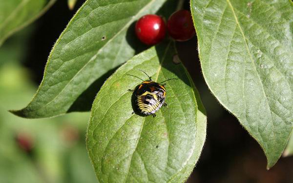 8 животных, которые угрожают наводнить всю планету 8 животных, которые угрожают наводнить всю планету