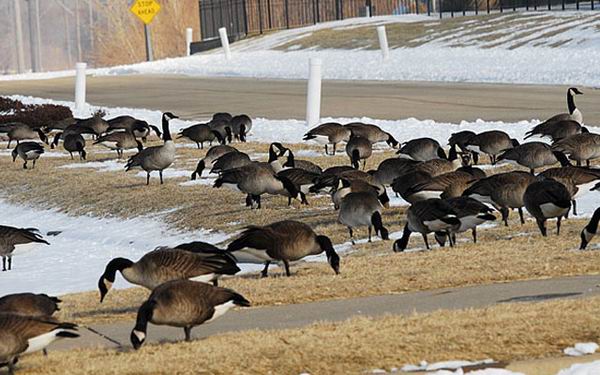 8 животных, которые угрожают наводнить всю планету 8 животных, которые угрожают наводнить всю планету