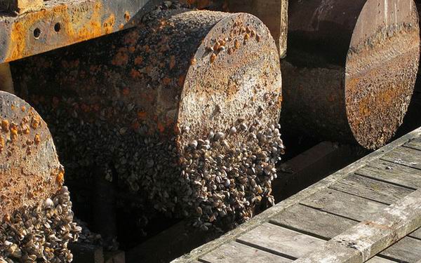 8 животных, которые угрожают наводнить всю планету 8 животных, которые угрожают наводнить всю планету