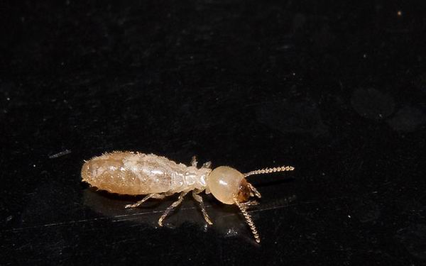 8 животных, которые угрожают наводнить всю планету 8 животных, которые угрожают наводнить всю планету