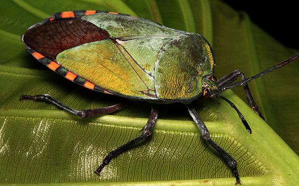 8 животных, которые угрожают наводнить всю планету 8 животных, которые угрожают наводнить всю планету