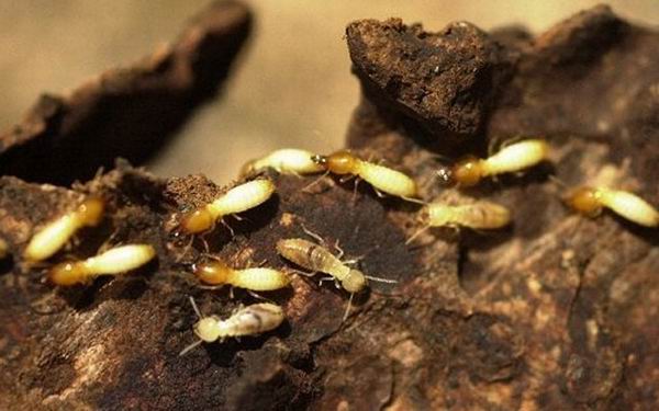 8 животных, которые угрожают наводнить всю планету 8 животных, которые угрожают наводнить всю планету